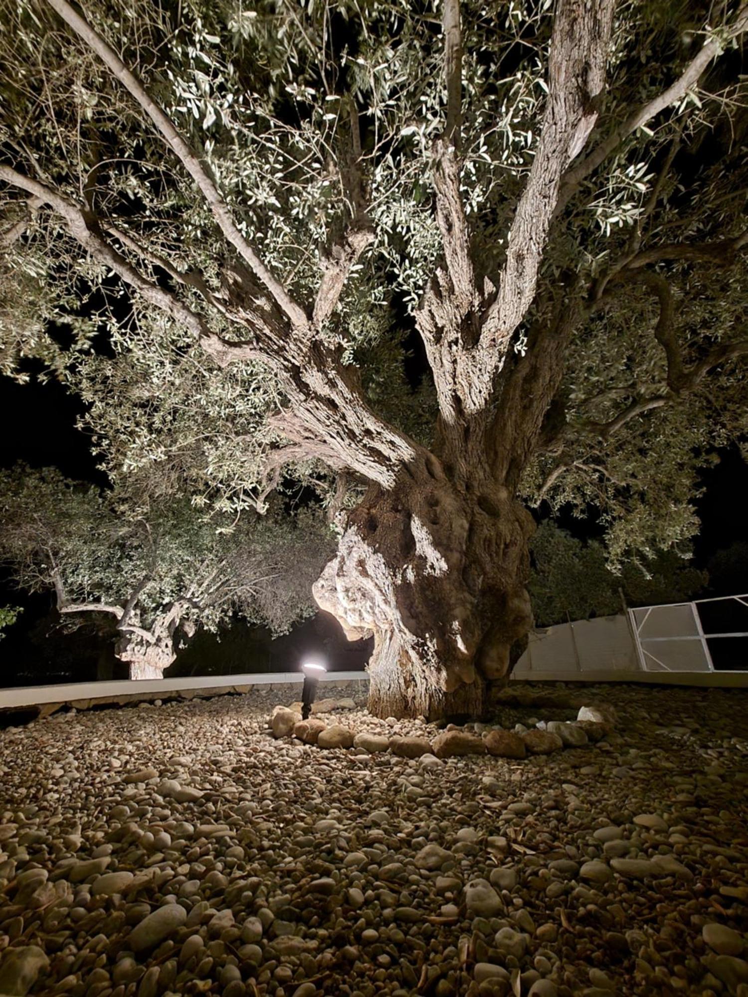 Olive Treasure Kolymbia
